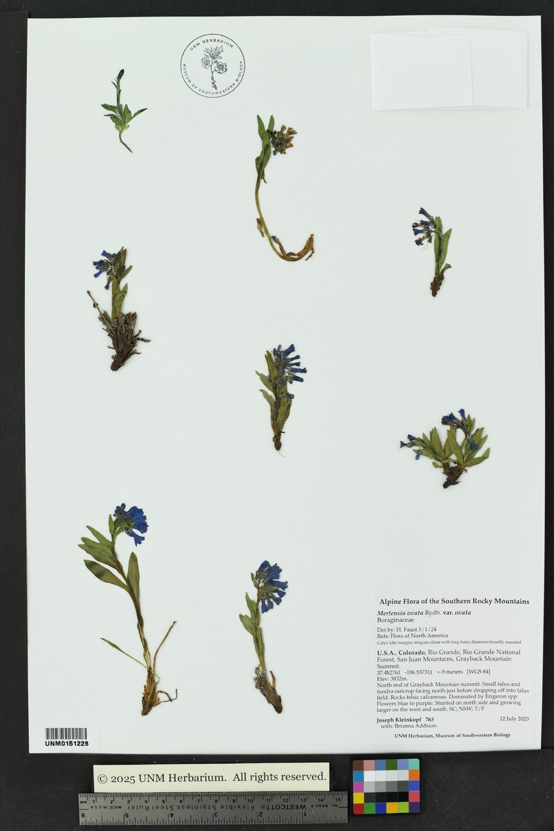 Mertensia ovata var. ovata photo 7