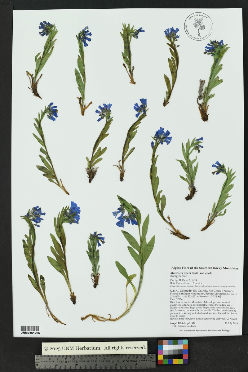 Mertensia ovata var. ovata photo 8
