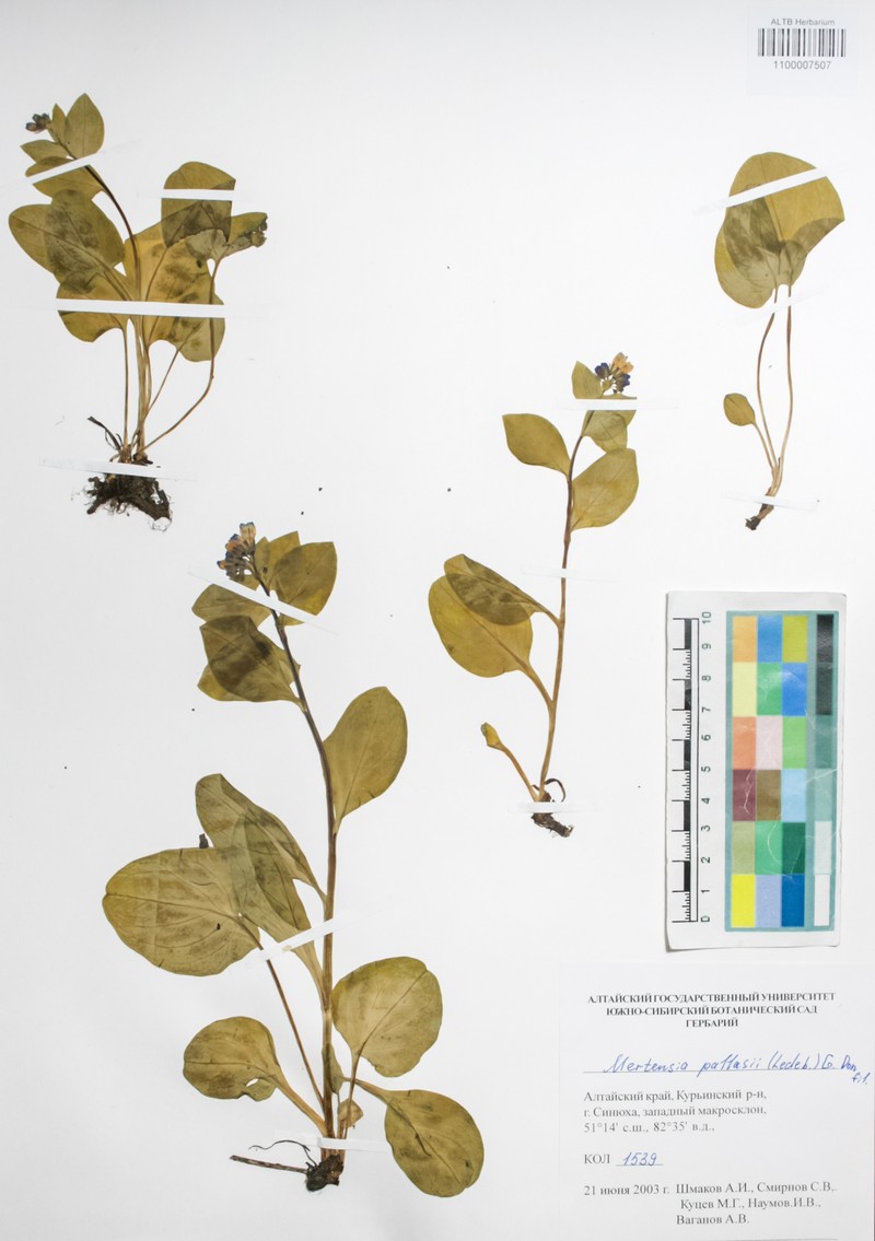 Mertensia pallasii photo 2