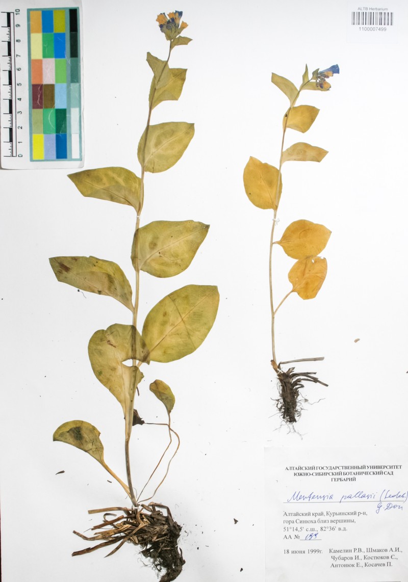 Mertensia pallasii photo 3