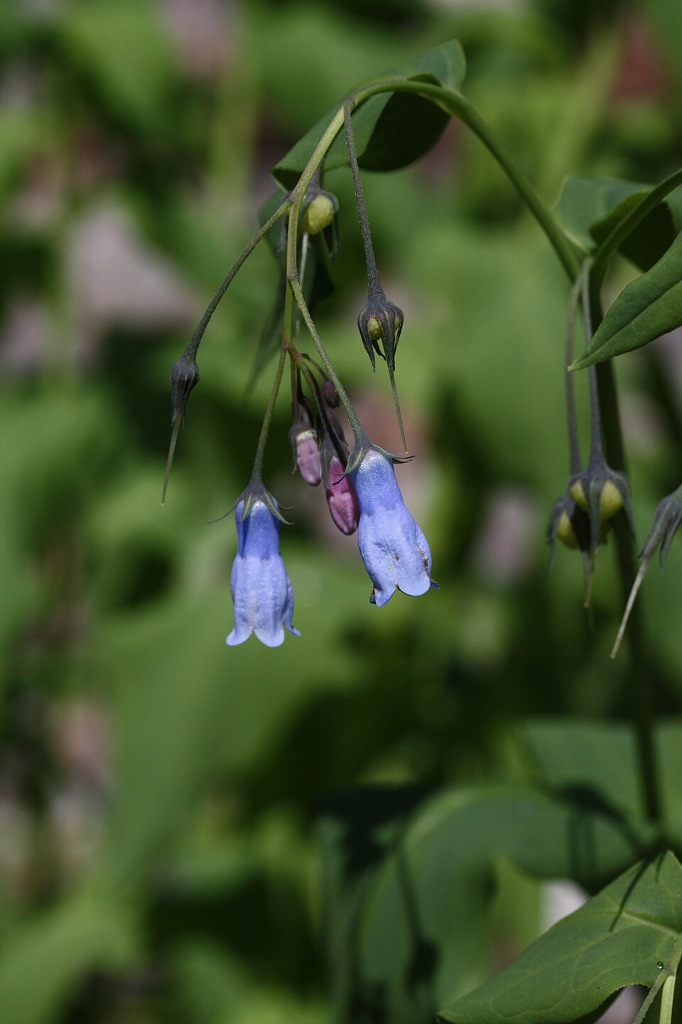 Tall Bluebells photo 4