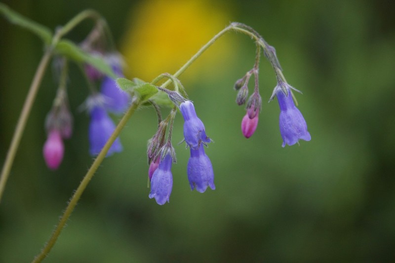 Tall Bluebells photo 4