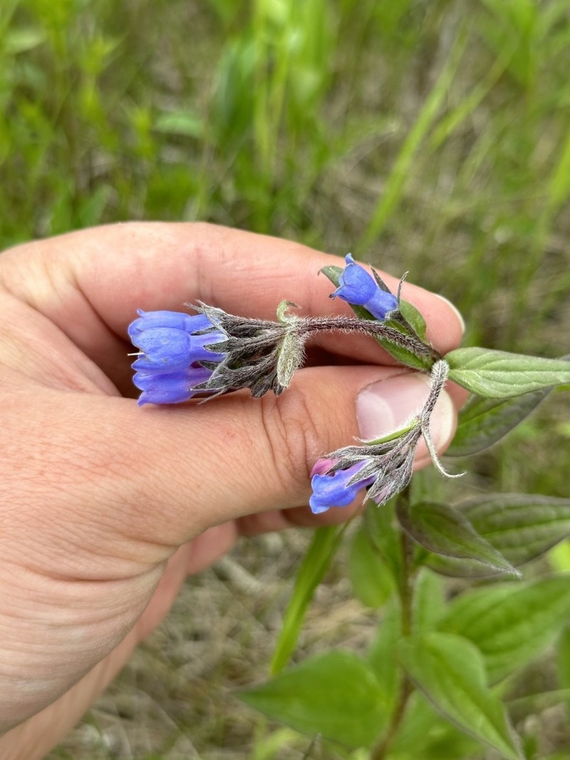 Tall Bluebells photo 5