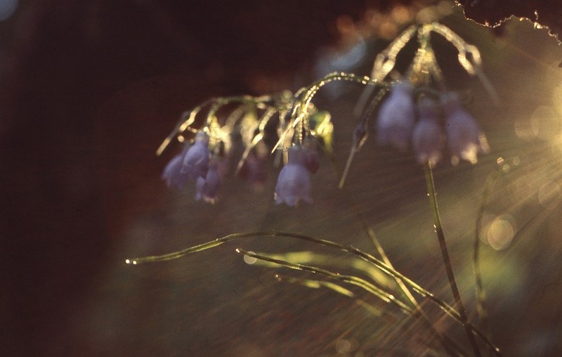 Tall Bluebells photo 6