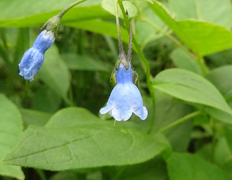 Tall Bluebells photo 7