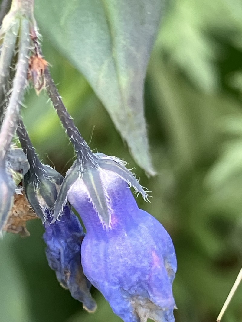 Mertensia paniculata var. alaskana
