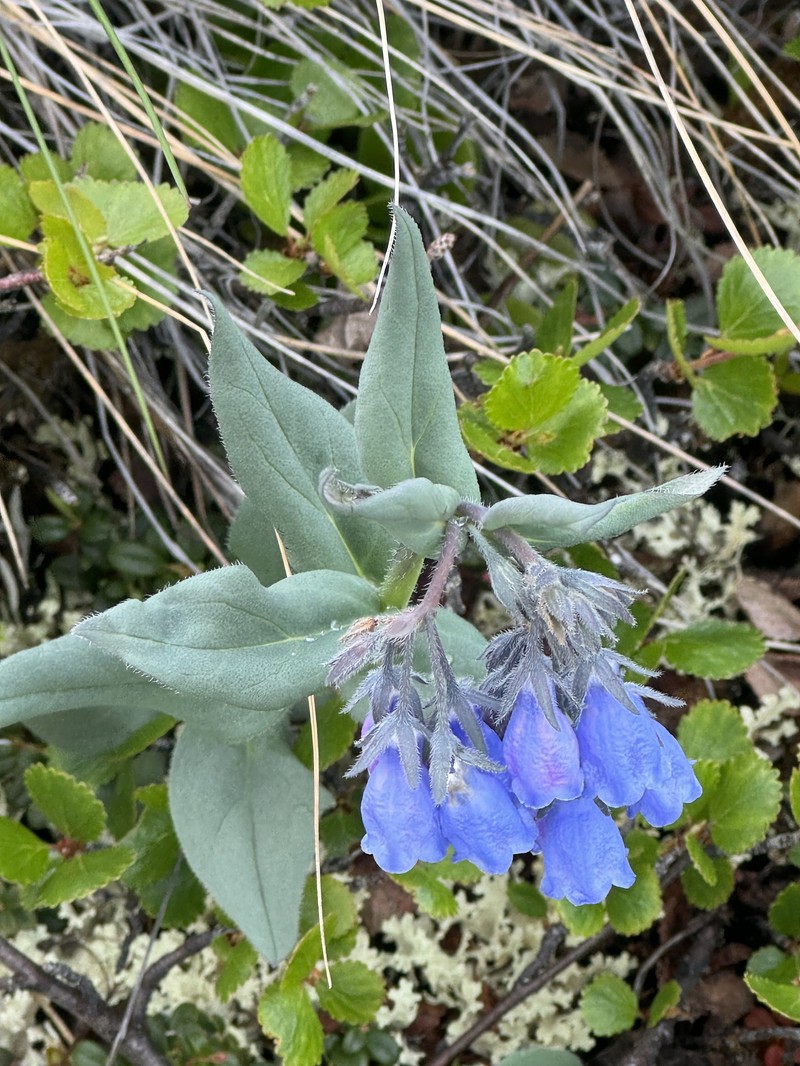 Mertensia paniculata var. alaskana photo 2