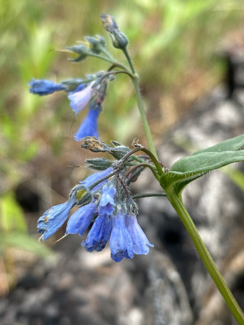 Mertensia paniculata var. alaskana photo 3