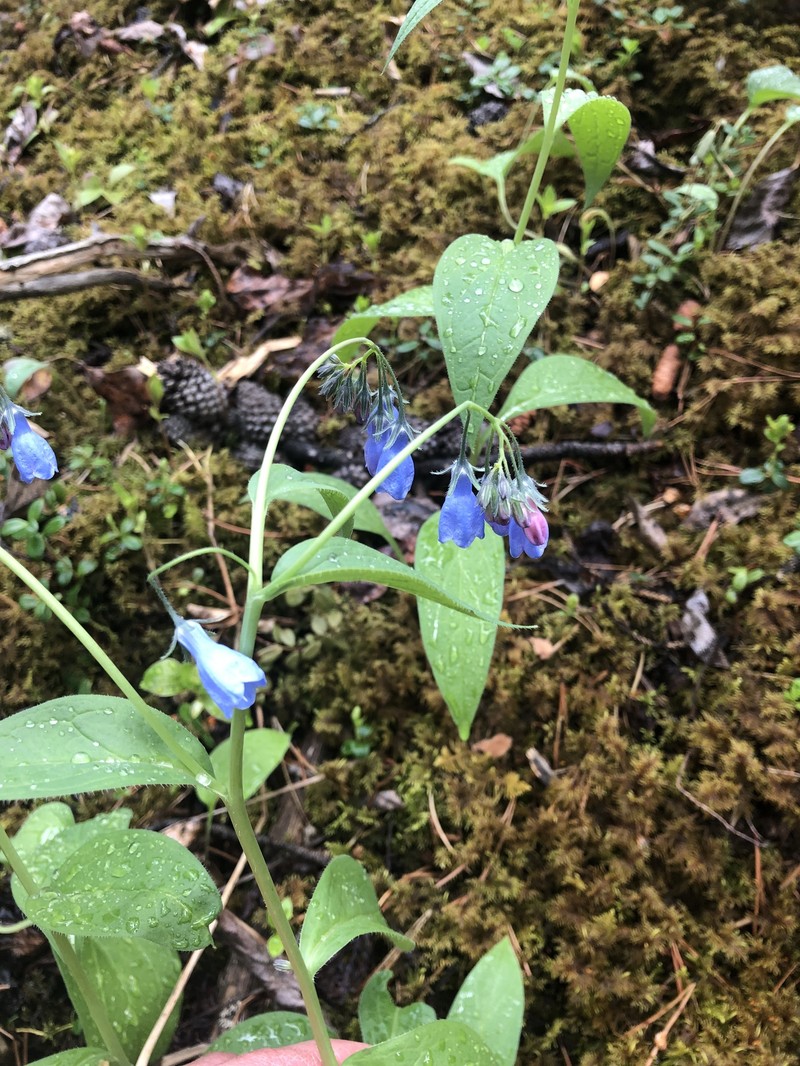 Mertensia paniculata var. alaskana photo 4