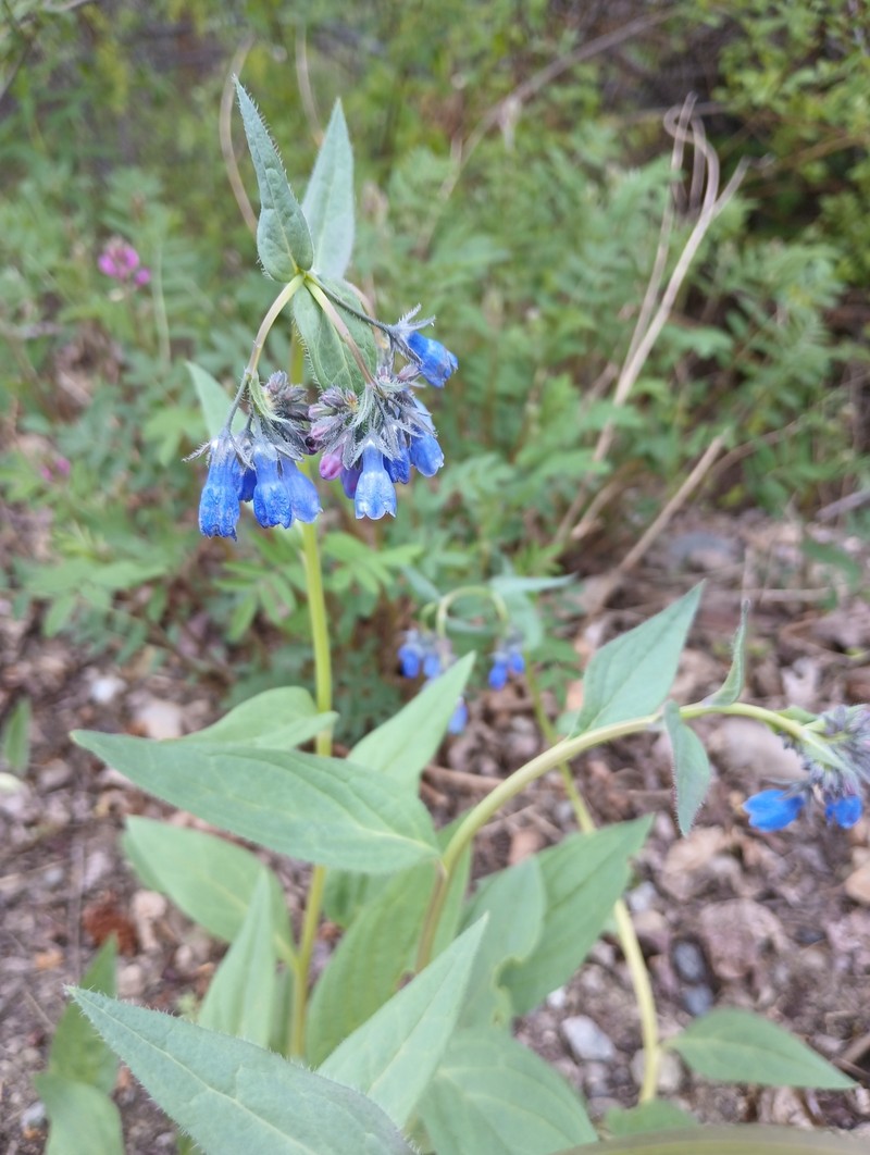 Mertensia paniculata var. alaskana photo 5