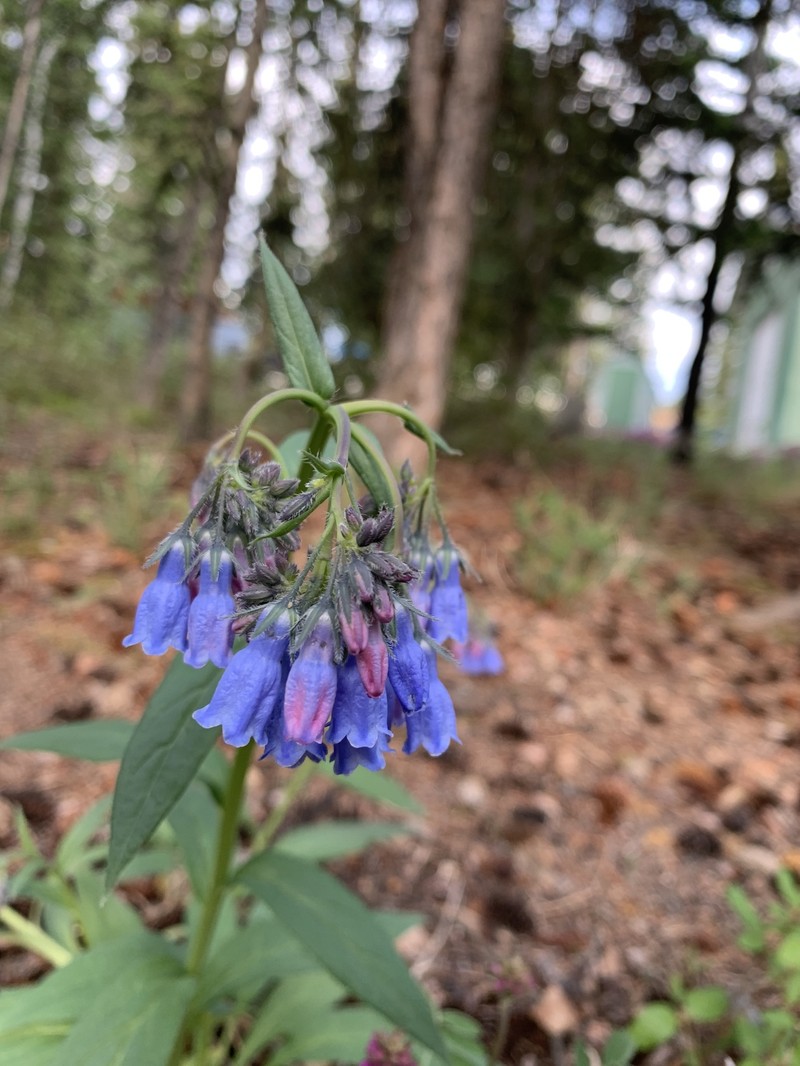 Mertensia paniculata var. alaskana photo 6
