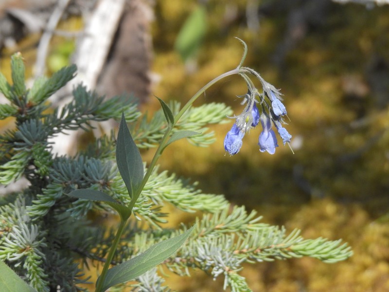 Mertensia paniculata var. alaskana photo 8
