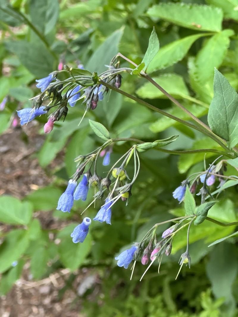Mertensia paniculata var. borealis