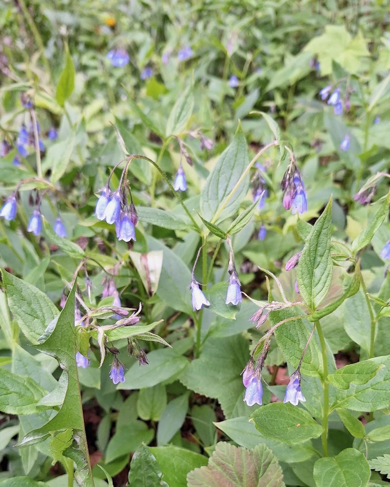 Mertensia paniculata var. borealis photo 2