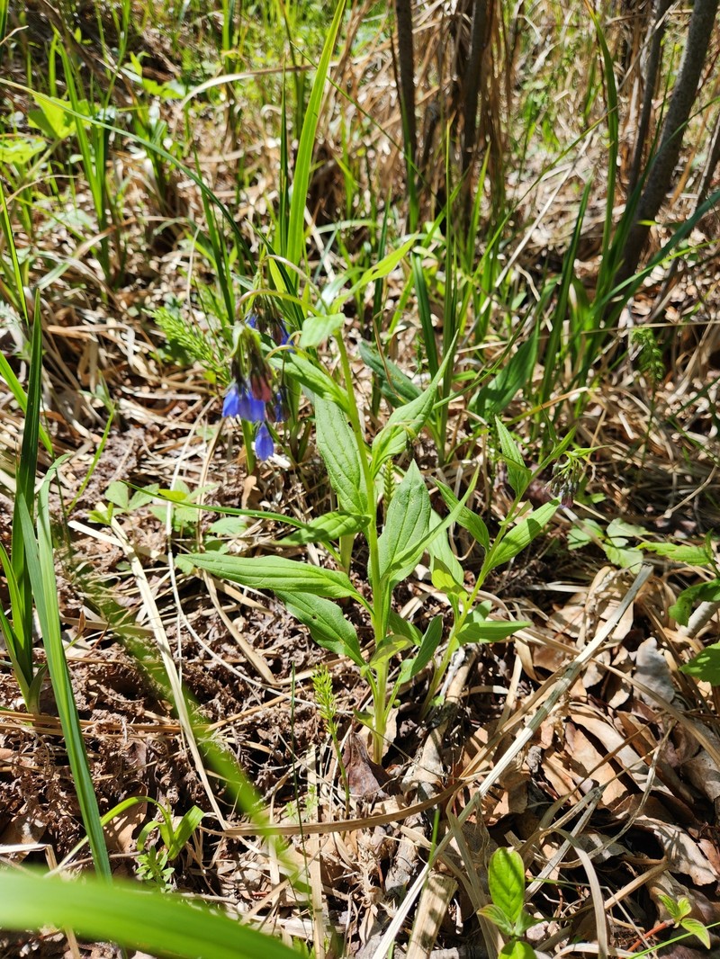 Mertensia paniculata var. borealis photo 3