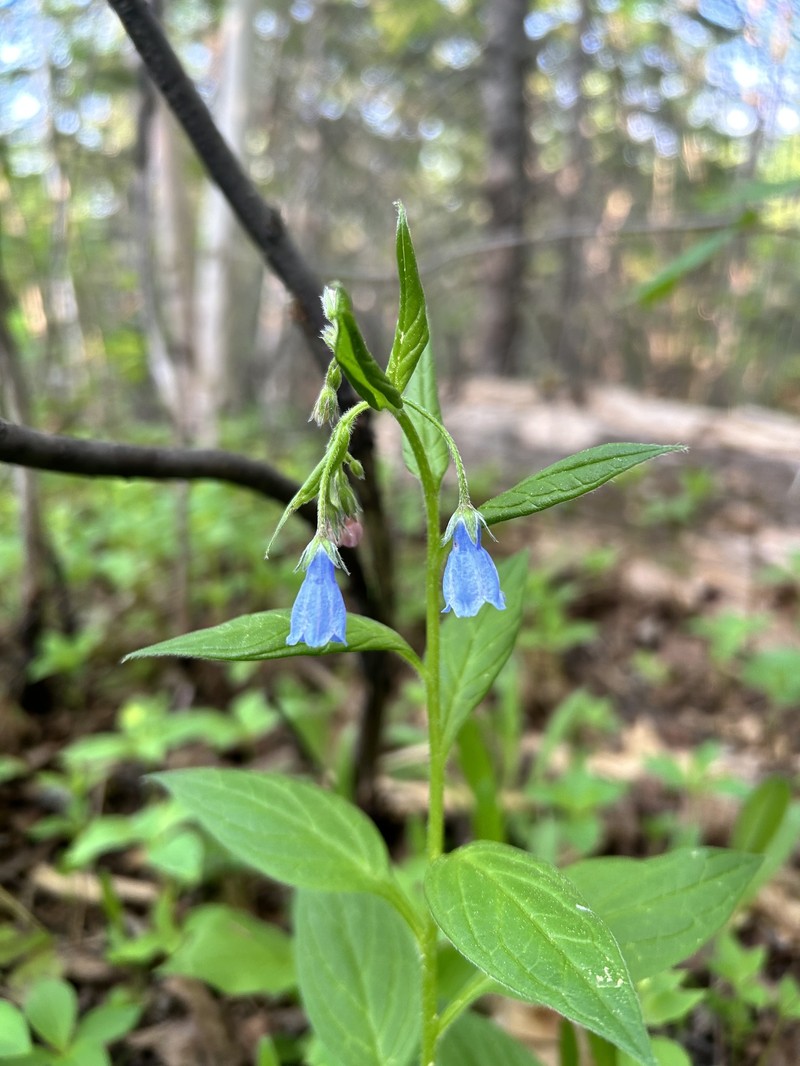 Mertensia paniculata var. borealis photo 4