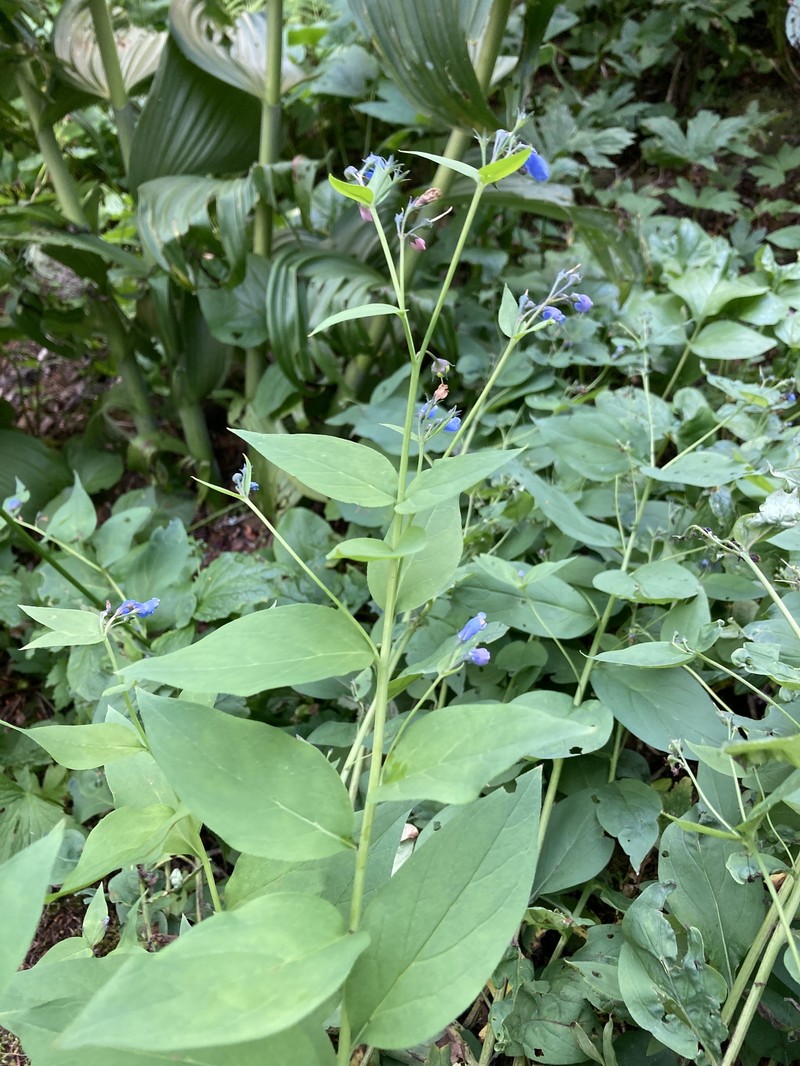 Mertensia paniculata var. borealis photo 5