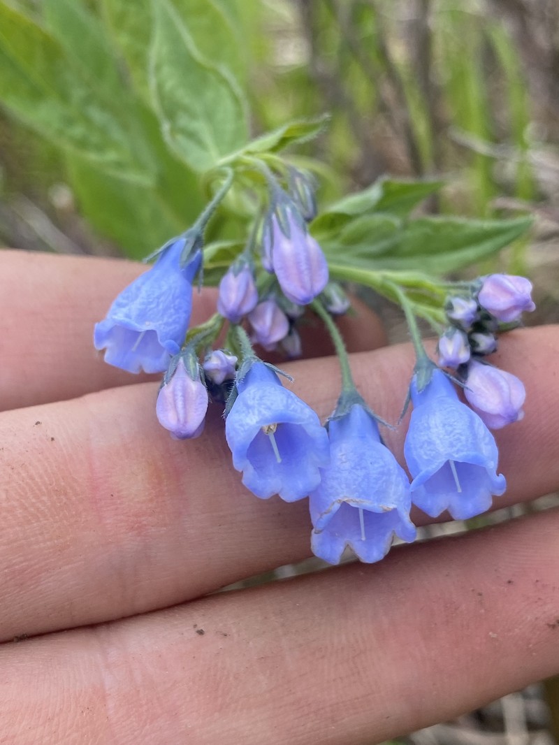 Mertensia paniculata var. borealis photo 6