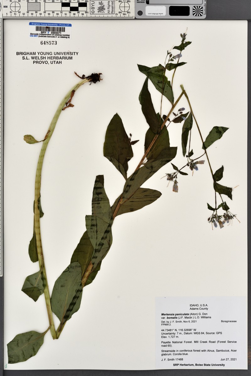 Mertensia paniculata var. borealis photo 7