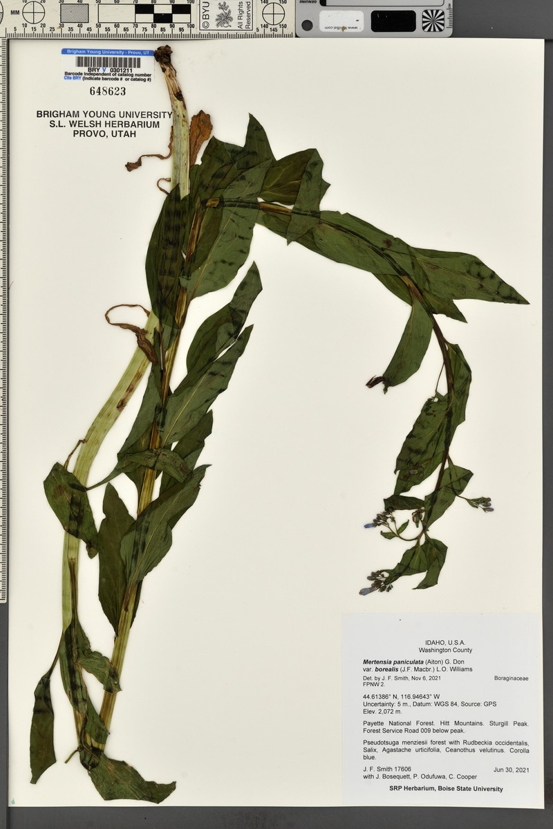Mertensia paniculata var. borealis photo 8