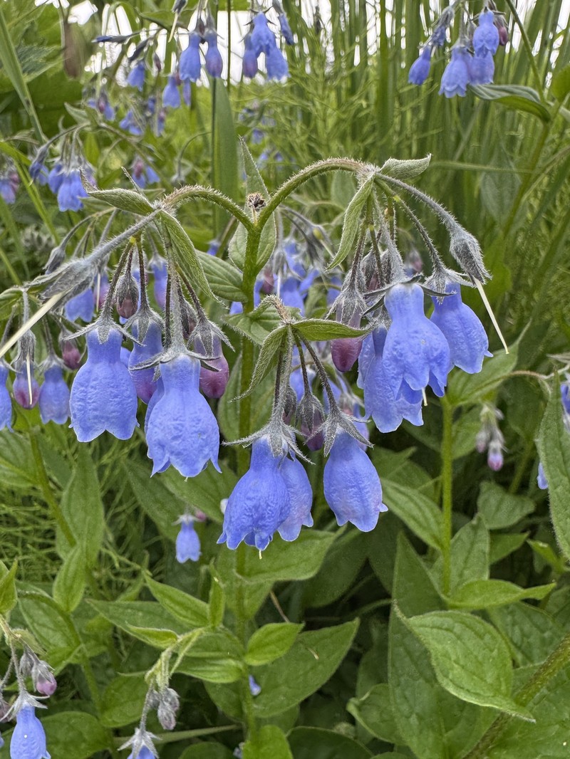 Mertensia paniculata var. paniculata