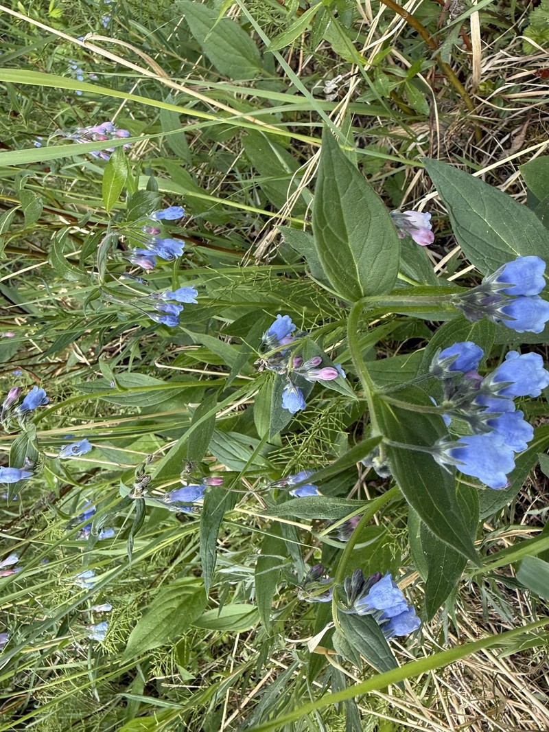 Mertensia paniculata var. paniculata photo 2