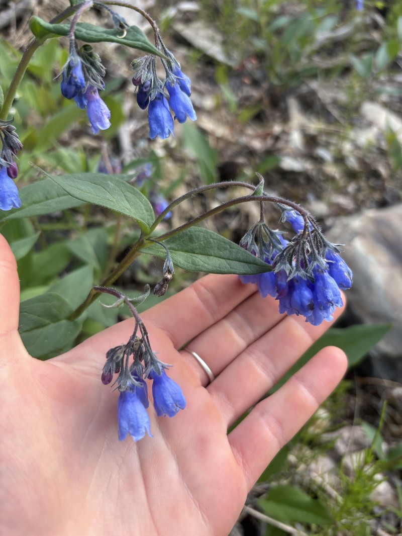 Mertensia paniculata var. paniculata photo 3