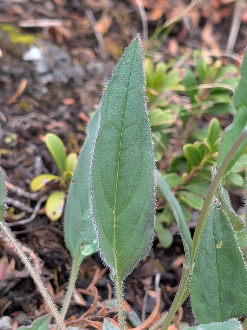 Mertensia paniculata var. paniculata photo 4