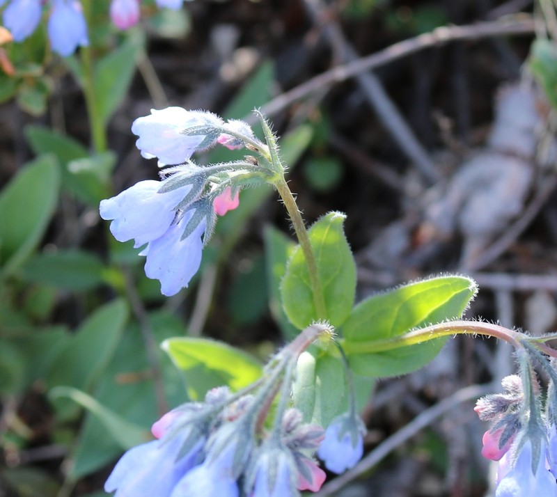 Mertensia paniculata var. paniculata photo 5