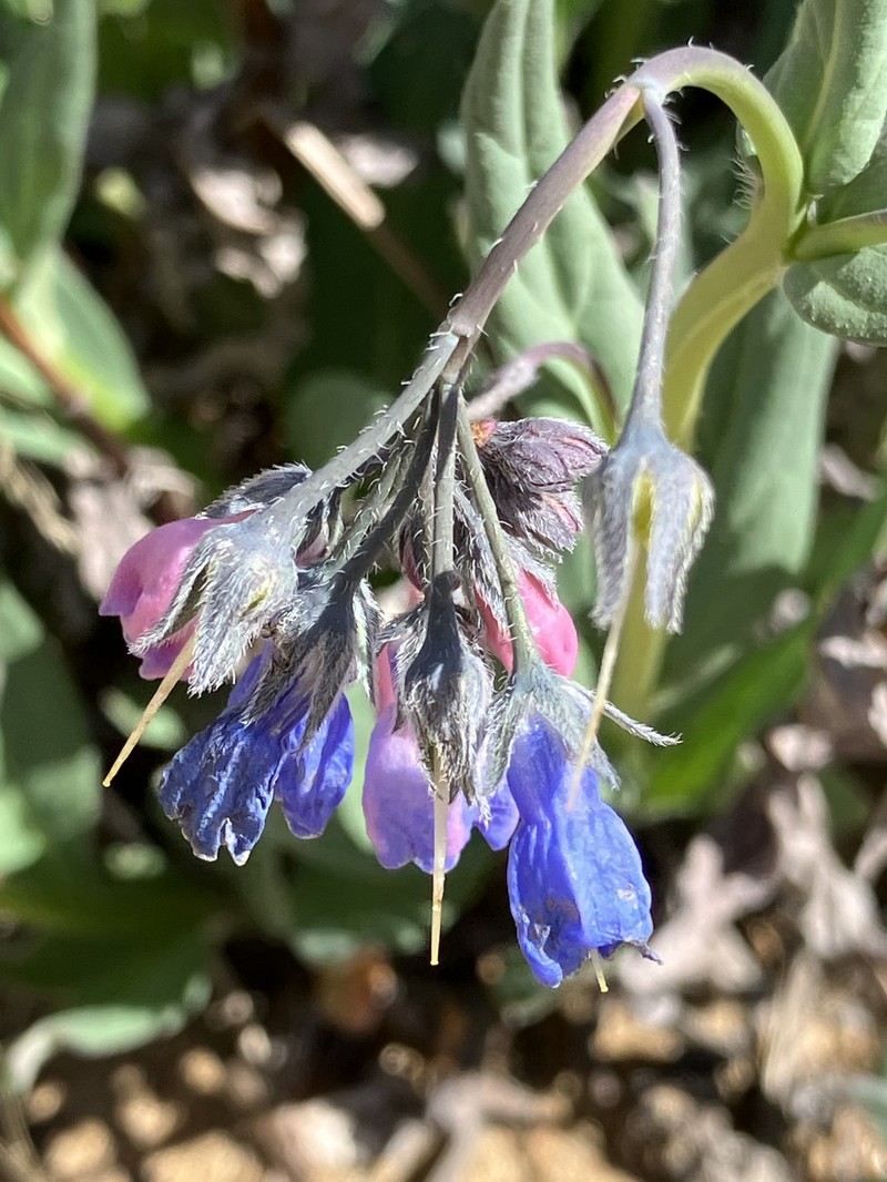 Mertensia paniculata var. paniculata photo 6