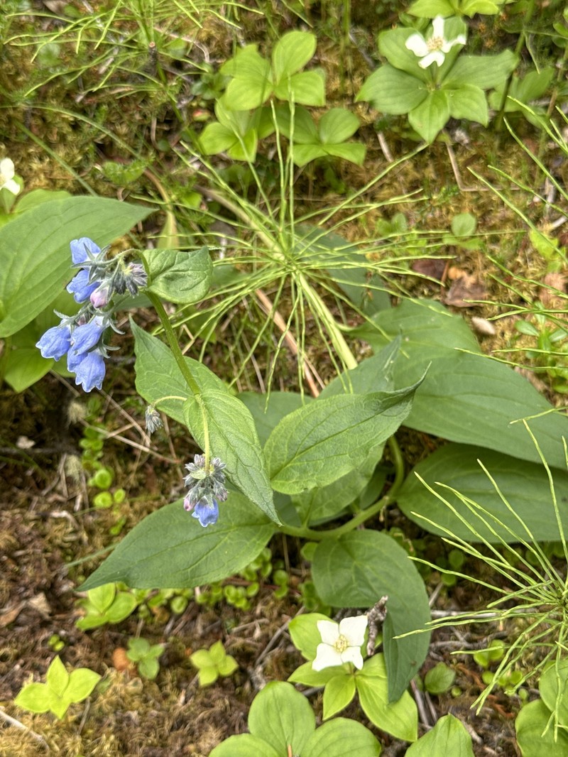 Mertensia paniculata var. paniculata photo 7