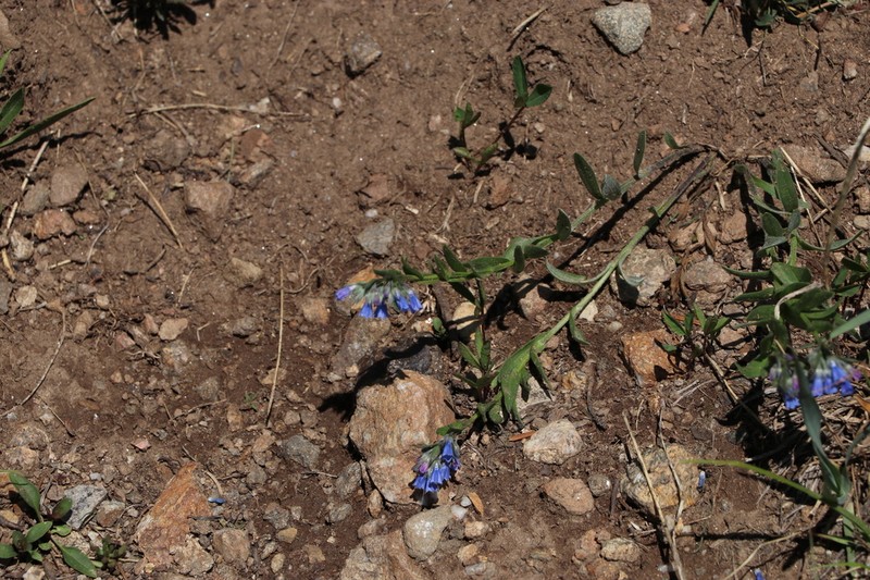 Mertensia parvifolia photo 4