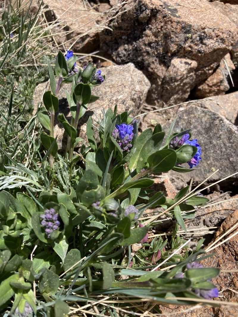Mertensia parvifolia