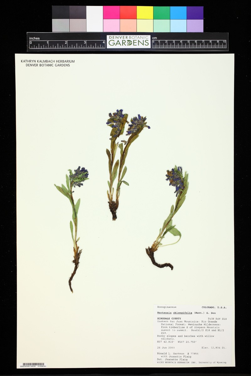 Mertensia parvifolia photo 2