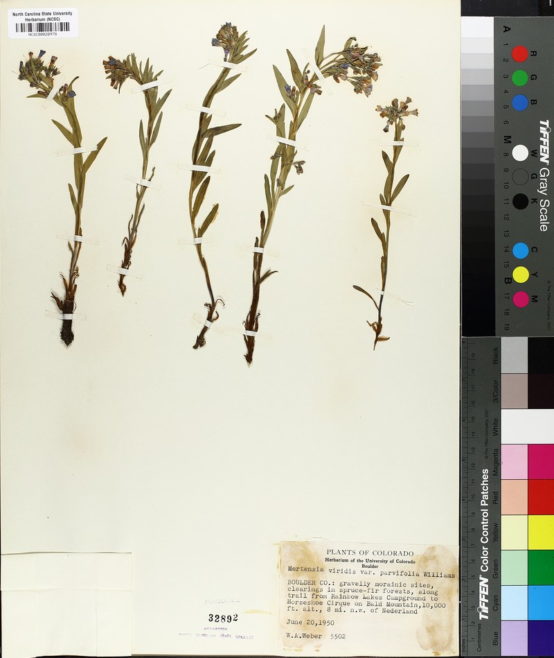 Mertensia parvifolia photo 3