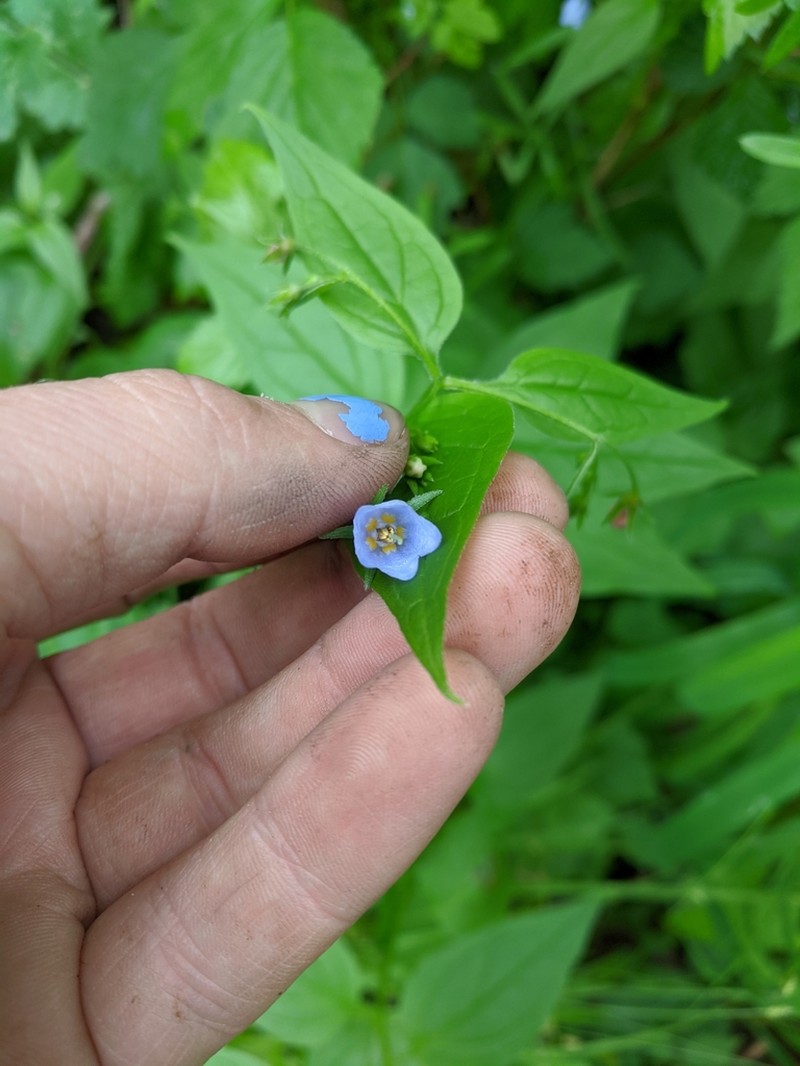 Broadleaf Bluebells