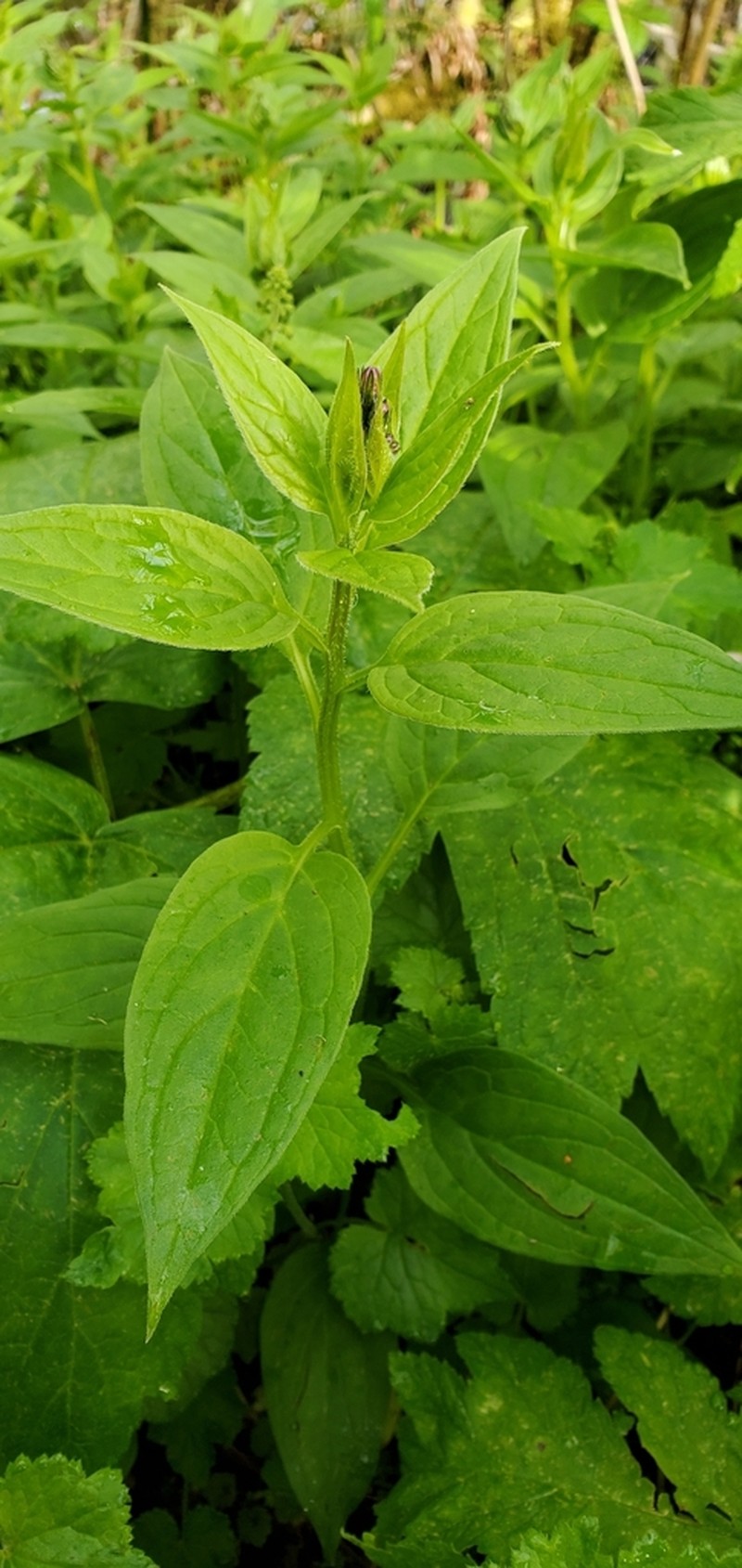 Broadleaf Bluebells photo 2