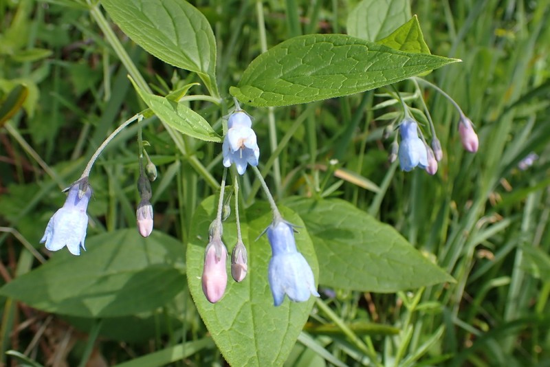 Broadleaf Bluebells photo 3