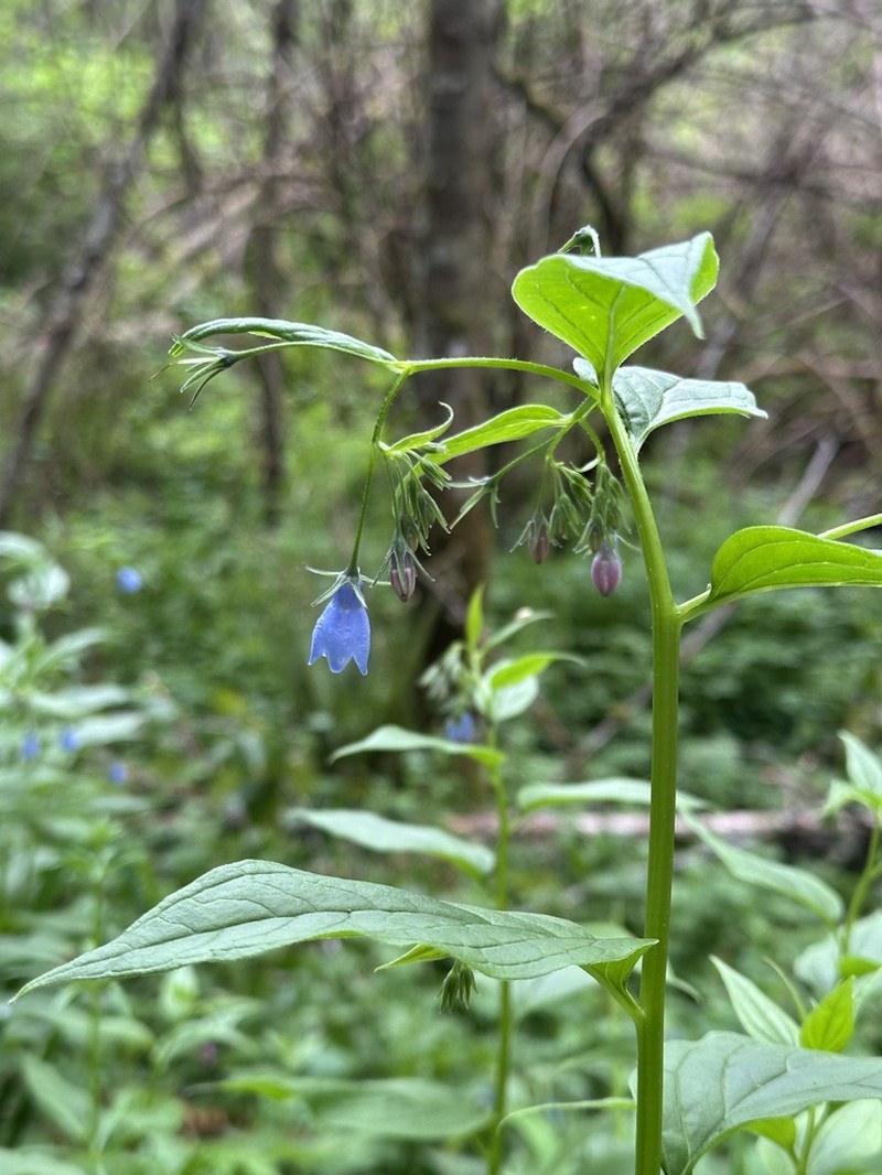 Broadleaf Bluebells photo 4