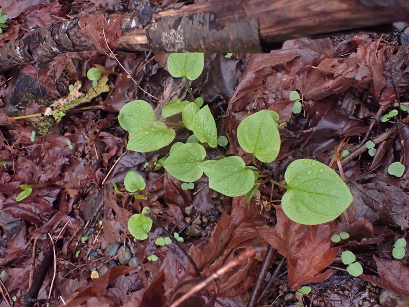 Broadleaf Bluebells photo 5