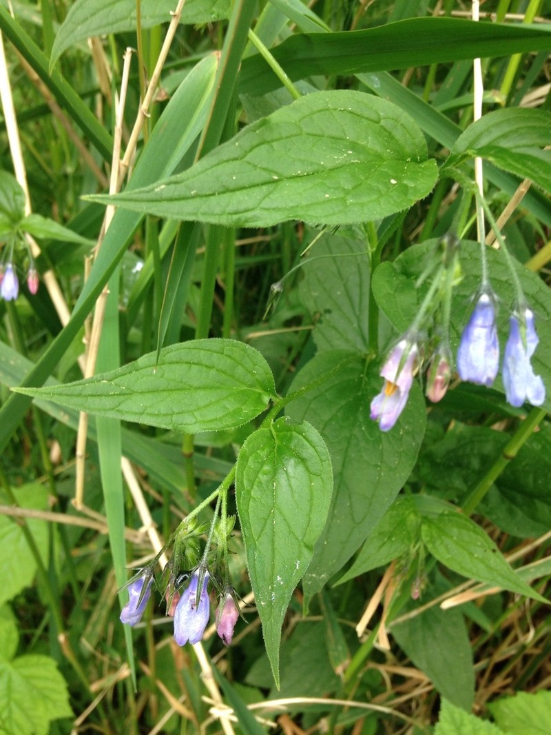 Broadleaf Bluebells photo 6