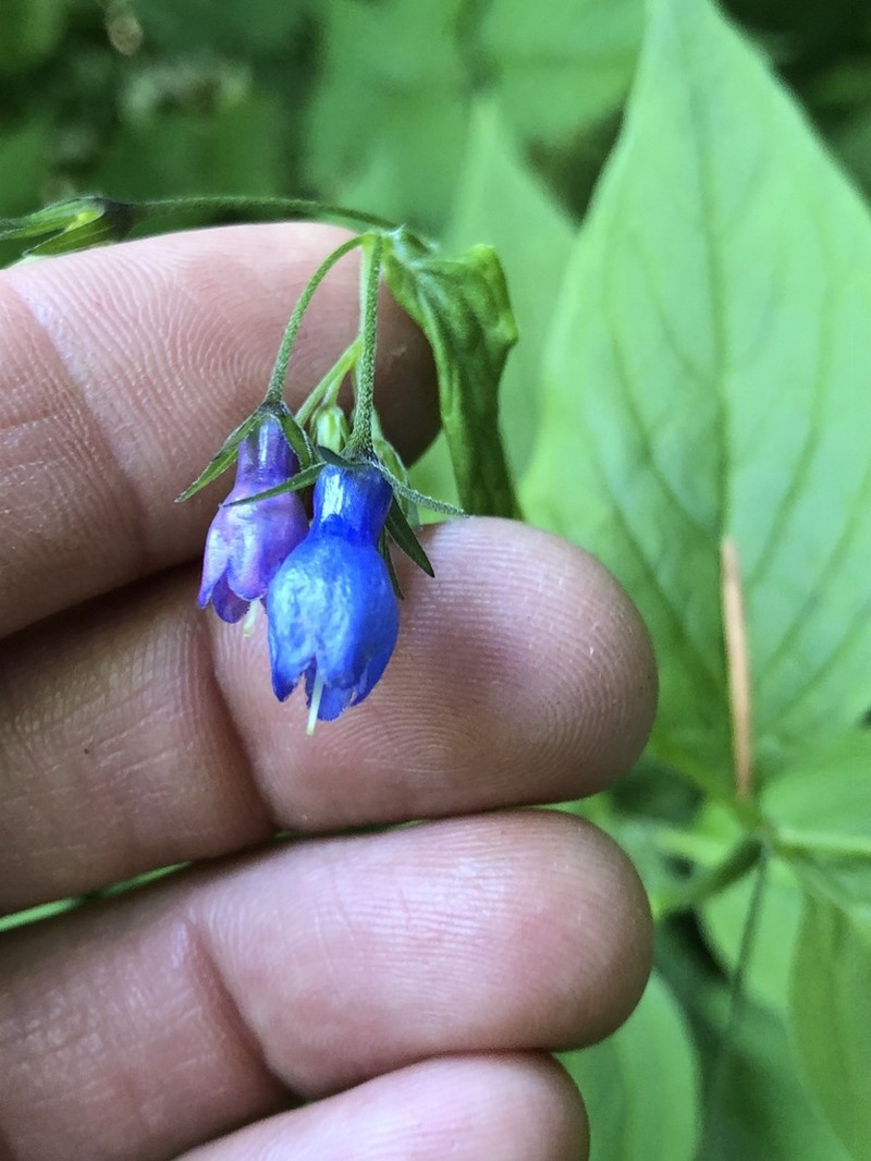 Broadleaf Bluebells photo 8