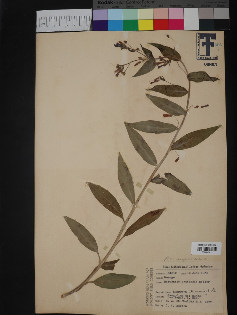 Mertensia pratensis