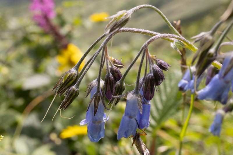 Mertensia pterocarpa photo 4