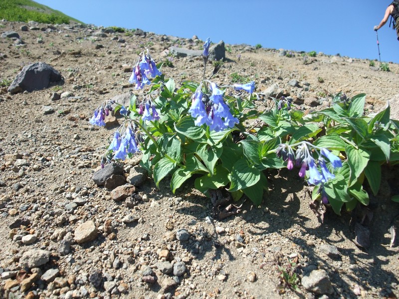 Mertensia pterocarpa photo 5