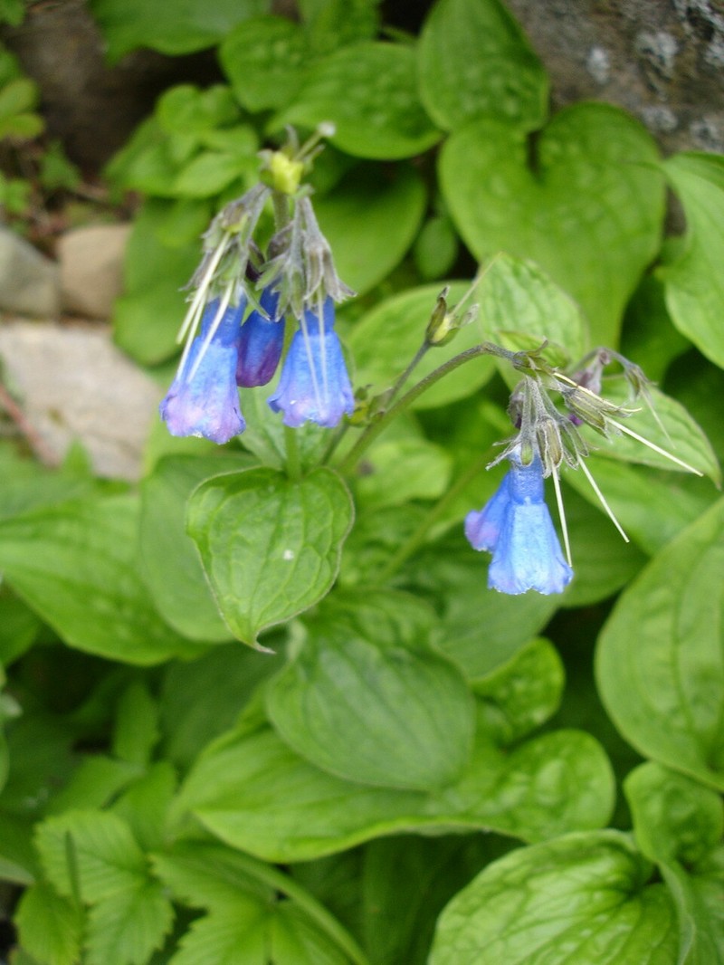 Mertensia pterocarpa photo 6