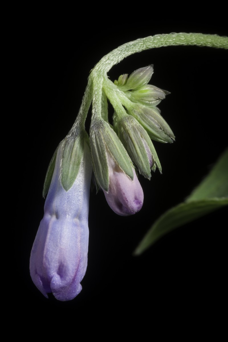Mertensia pterocarpa