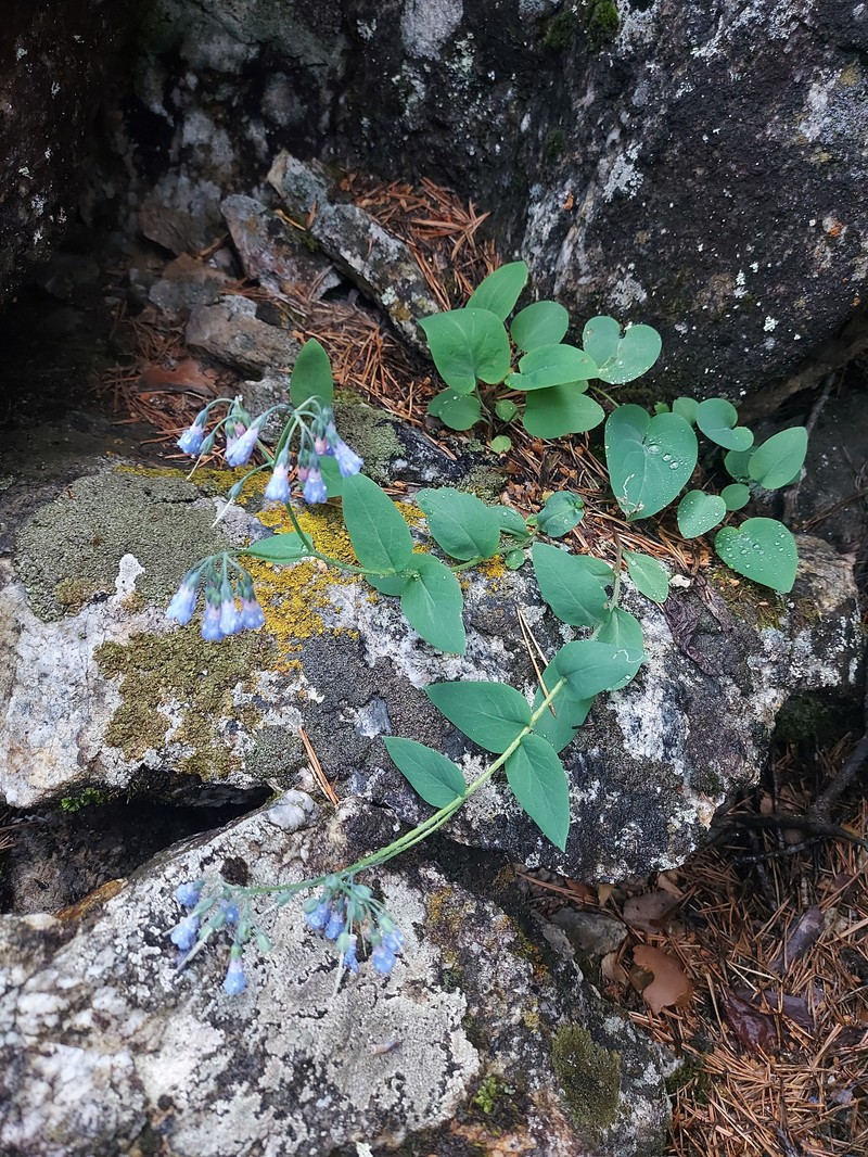 Mertensia serrulata photo 4