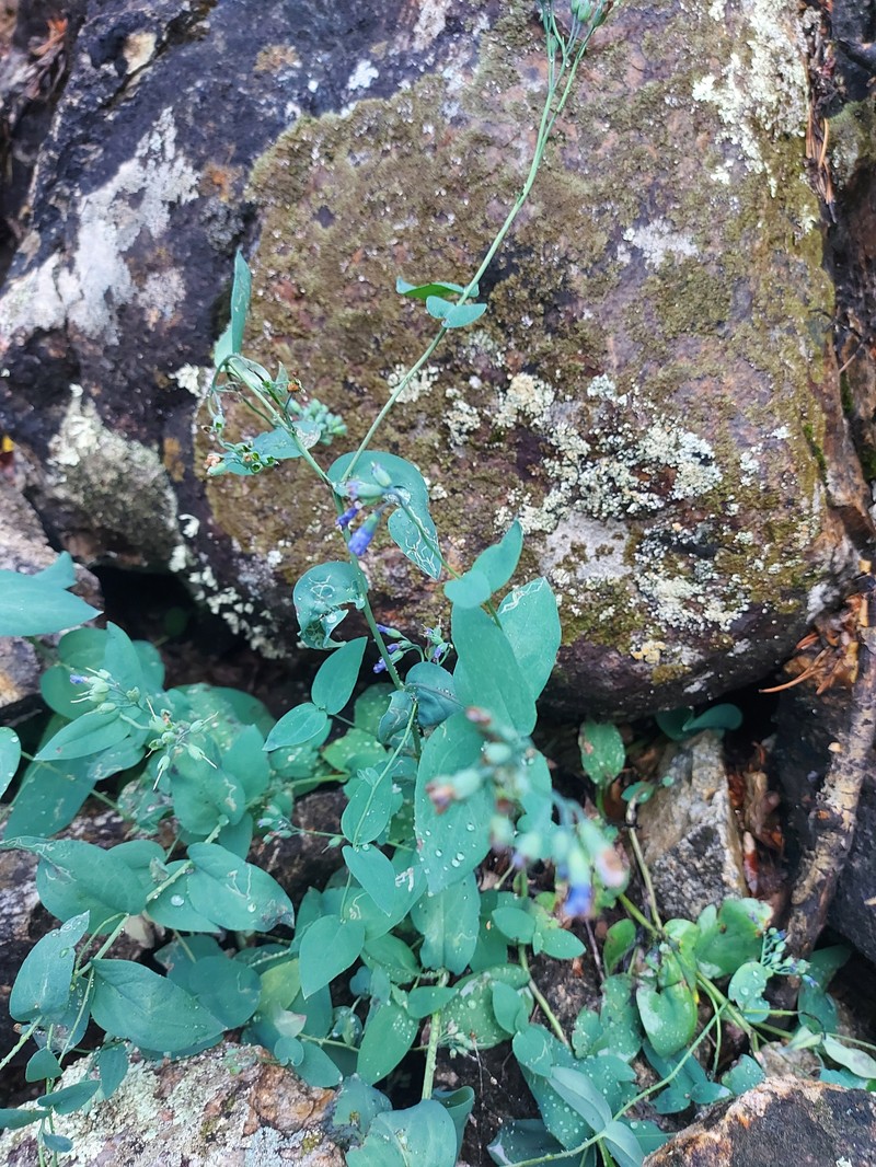 Mertensia serrulata photo 5