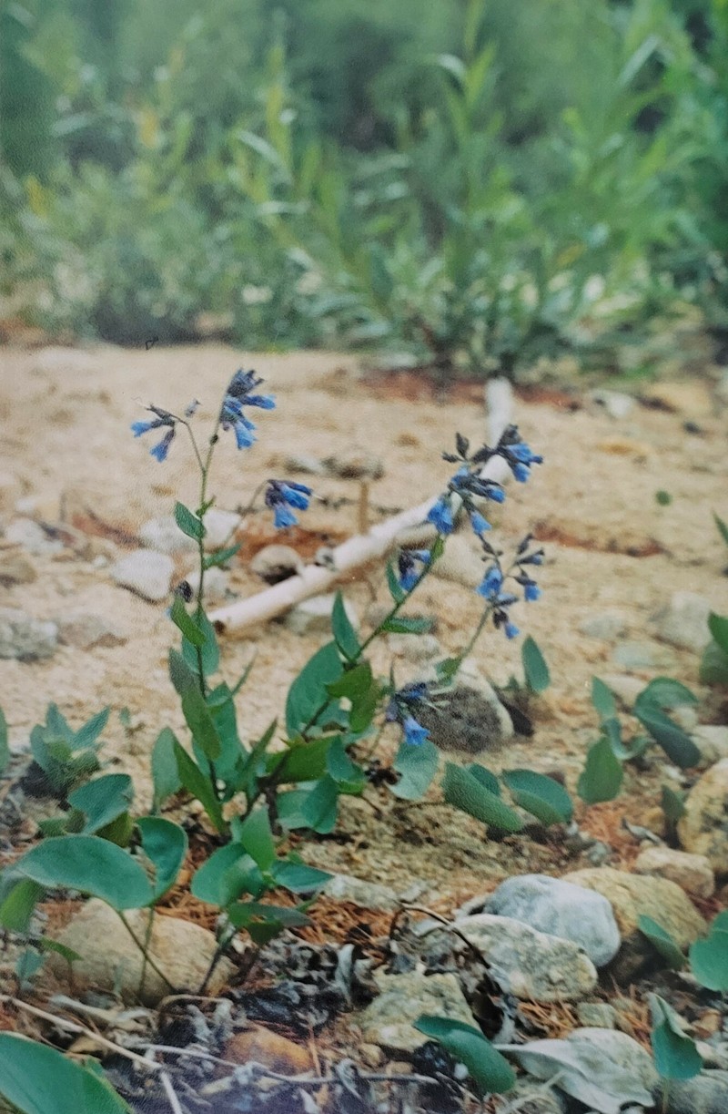 Mertensia serrulata photo 6